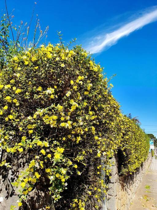 Campos do Jordão Edicula Da Lele 빌라 외부 사진